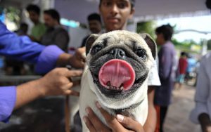 Com evento gratuito, 365.Store abre as portas para papais e mamães de pet com um encontro dedicado aos animaizinhos