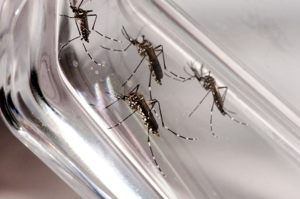 Estudo feito por pesquisadores brasileiros mostrou que pessoas que tiveram dengue têm mais propensão a desenvolverem sintomas da covid-19, caso sejam contaminadas pela doença.