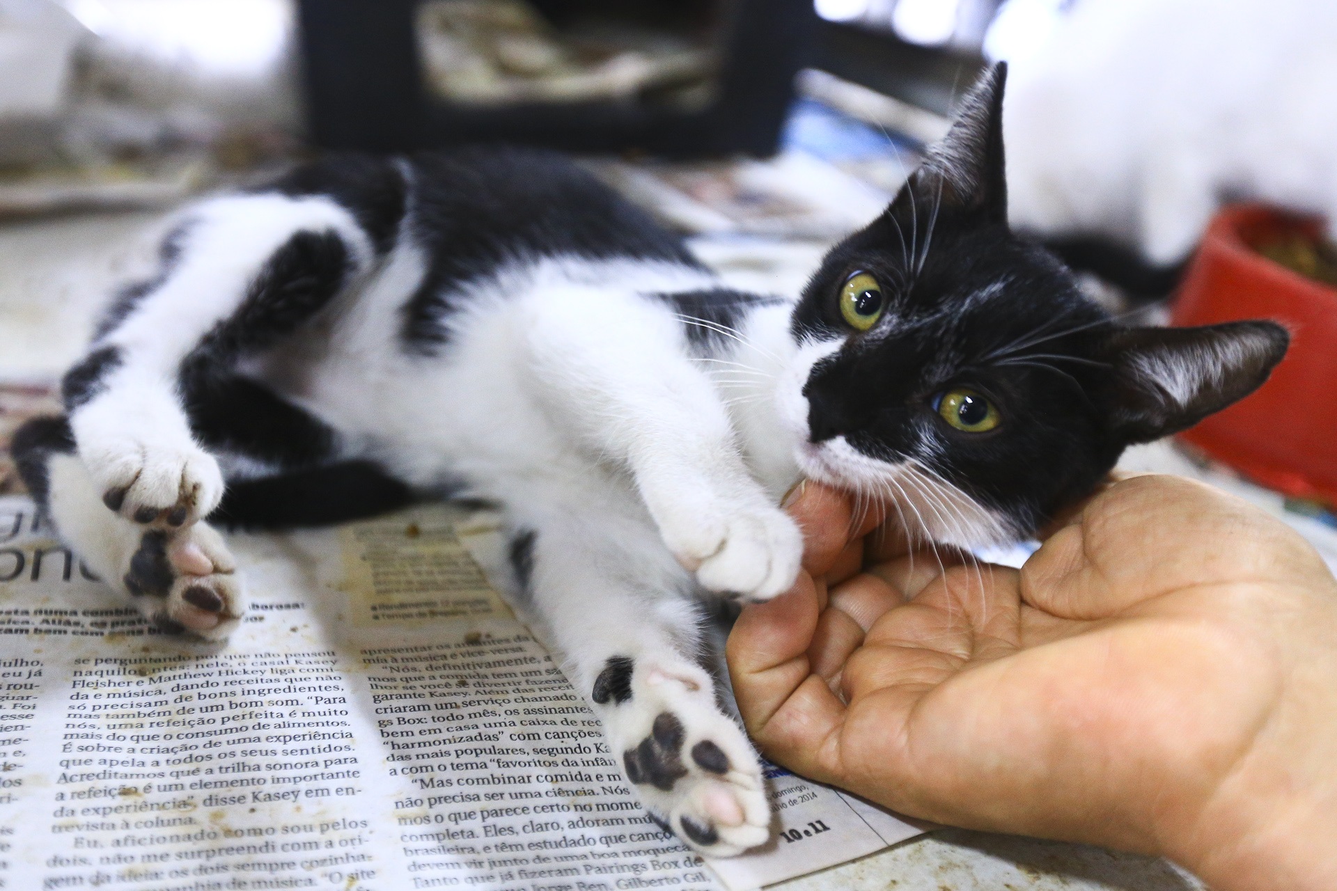 A feira foi realizada neste sábado mas ainda existem pets que procuram por um lar