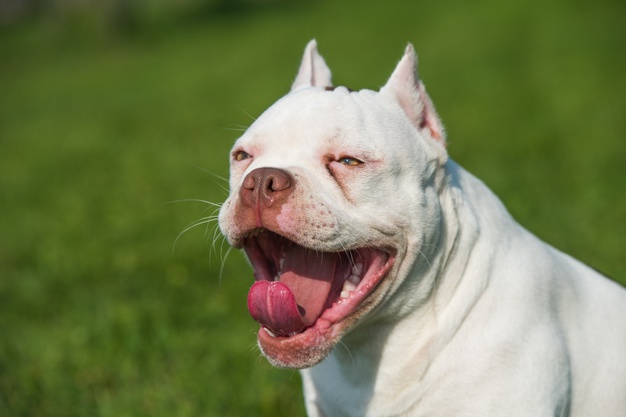 Uma criança morreu e outra ficou feriada em Luziânia (GO) depois de serem atacadas por um cachorro da raça pitbull.