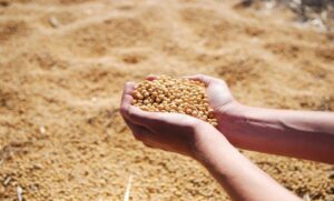 Goiás: Clima impacta segunda safra no estado